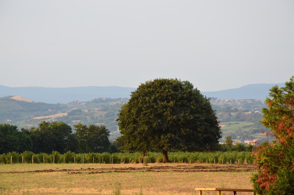 Вилла Fattoria Lucciano Borghetto  Номер фото